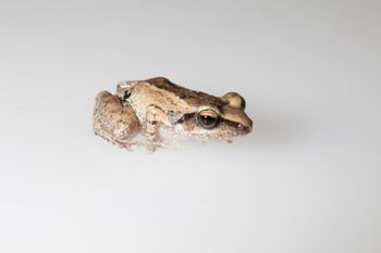 Media type: image;   Herpetology A-148550